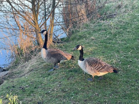 Sommergänse (Amt 67.1)